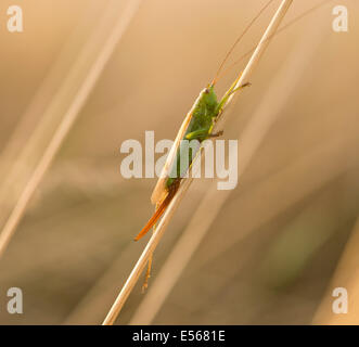 Weibliche lang-winged Conehead verfärben Bush-Cricket Conocephalus auf Grass Stamm in der Abend-Sonne Stockfoto