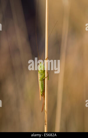 Weibliche lang-winged Conehead verfärben Bush-Cricket Conocephalus auf Grass Stamm in der Abend-Sonne Stockfoto