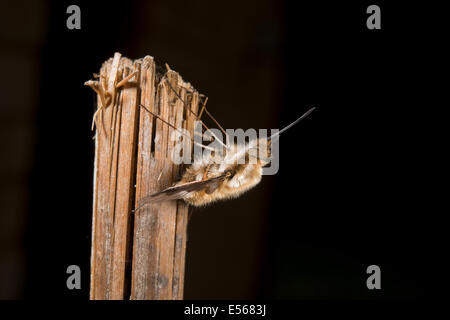 Biene-Fly Bombylius major Rest auf Garten Zuckerrohr Stockfoto