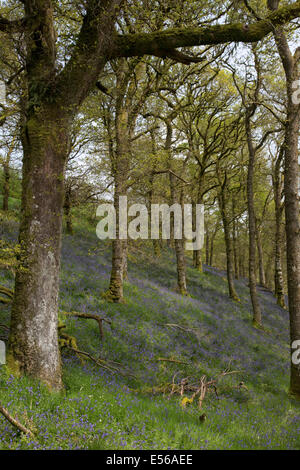 Alten Eichenwälder mit Glockenblumen Glen Finglas Wald ehemals königlichen Jagd Wald Trossachs Scotland UK Stockfoto