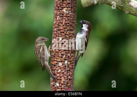Männlichen und weiblichen Haussperling auf Erdnuss Feeder Stockfoto