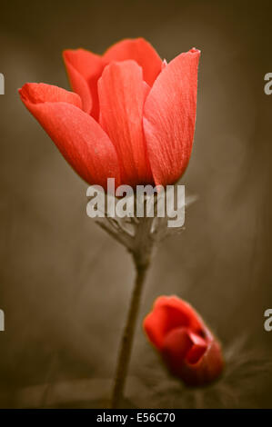 Israel, Großaufnahme der Knospe einer roten Anemone Coronaria (Anemone Mohn). Diese Wildblumen kann in verschiedenen Farben angezeigt werden. Vor allem rot, p Stockfoto