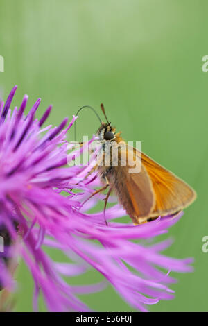 Kleiner Skipper Schmetterling, Thymelicus sylvestris, auf Distelblüte am Foret de Gouffern, Normandie, Frankreich im Juli Stockfoto