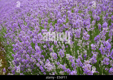 Lavandula Angustifolia. Lavendel "Zeder blau" an der Snowshill Bauernhof Gloucestershire in England Stockfoto