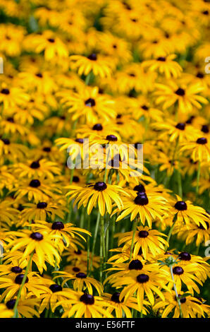 Gruppe von gelben Rudbeckia - Deutschland Brandenburg Potsdam Stockfoto