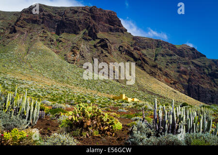 Kanarische Wolfsmilch (Euphorbia Canariensis) indische Feigen (Opuntia Ficus-Indica) in einem Berghang. Stockfoto