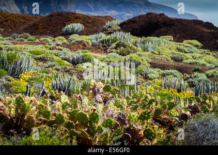 Kanaren Wolfsmilch (Euphorbia canariensis) und Indischen Abb. (Opuntia ficus-indica) in einer Wüstenlandschaft Stockfoto