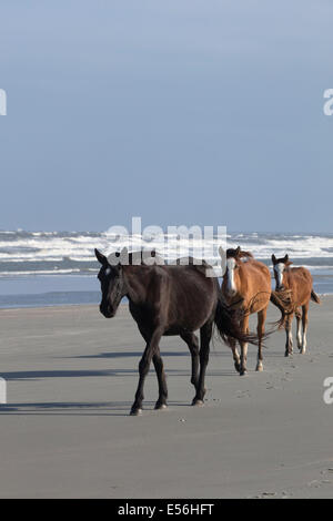 Cumberland island Georgia USA amerikanische wilde Pferde Stockfoto