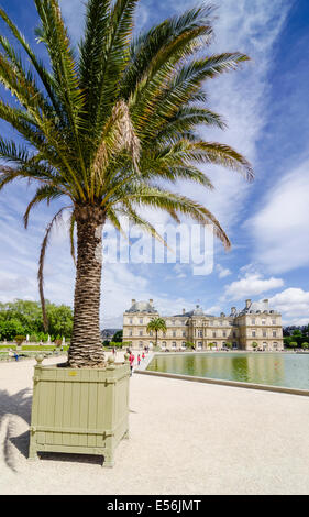 Palme, die Gestaltung des Palais du Luxembourg, Jardin du Luxembourg, 6. Arrondissement, Paris, Frankreich Stockfoto