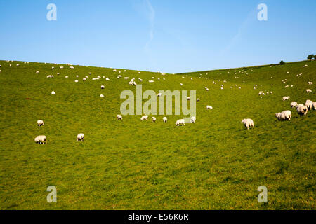 Herde der Schafe weiden auf kalkhaltigen Wiesen der Kreide Downland am Milk Hill, die Marlborough Downs, Wiltshire, England Stockfoto