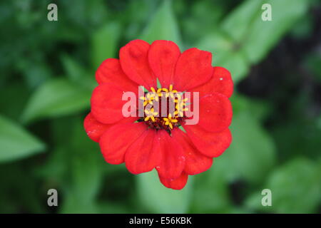 Gemeinsamen Zinnia Blumen, close-up Zinnia Elegans, Est Europe, Rumänien. Stockfoto