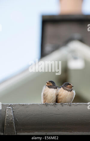 Hirundo Rustica. Vollwertiges Schwalben warten darauf, von einem Altvogel gefüttert werden. Schottland Stockfoto