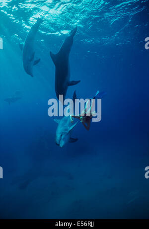 Delfin-Trainer interagiert mit Jugendlichen große Tümmler (Tursiops Truncatus). Dolphin Reef Eilat, Israel, Rotes Meer Stockfoto