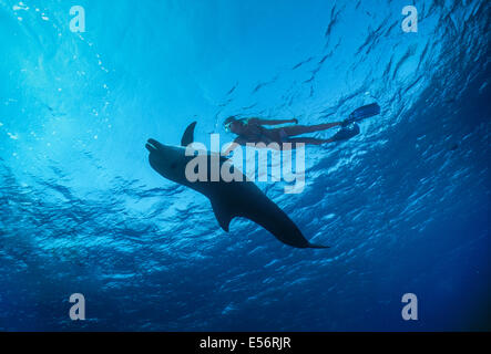 Delfin-Trainer interagiert mit Jugendlichen große Tümmler (Tursiops Truncatus). Dolphin Reef Eilat, Israel, Rotes Meer Stockfoto