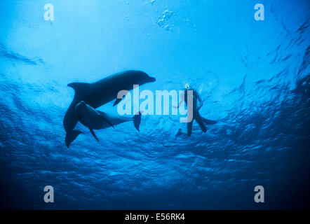 Delfin-Trainer interagiert mit Jugendlichen große Tümmler (Tursiops Truncatus). Dolphin Reef Eilat, Israel, Rotes Meer Stockfoto