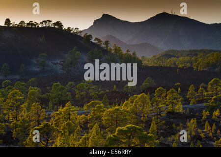 Nadelwald. Teide-Nationalpark. Teneriffa, Kanarische Inseln, Atlantik, Spanien, Europa. Stockfoto