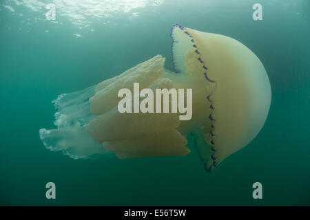 Fass Quallen, Rhizostoma Pulmo schwimmen in Worbarrow Bay, Dorset Stockfoto