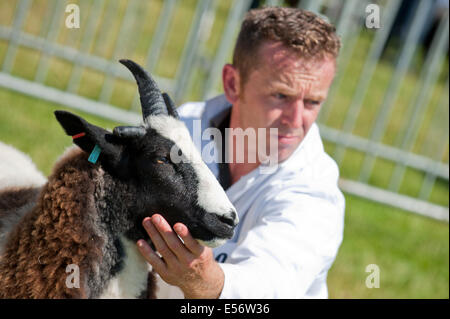 Llanelwedd, UK. 22. Juli 2014. Bewertung findet statt in den Schaf-Ring. Eine Rekordzahl von mehr als 240.000 Besucher dürften diese Woche vier Tage lang von Europas größten Agrarmesse. Vieh-Klassen und Sonderpreise haben angezogen, 8.000 plus Einträge, 670 mehr als im Vorjahr. Das erste Royal Welsh Show war bei Aberystwyth in 1904 und angezogen 442 Vieh Einträge. Bildnachweis: Graham M. Lawrence/Alamy Live-Nachrichten. Stockfoto