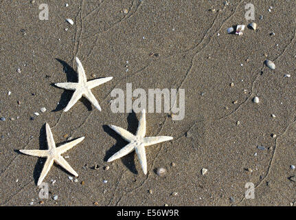 drei weiße riesige Seesterne auf tropischen Meer Strand Stockfoto