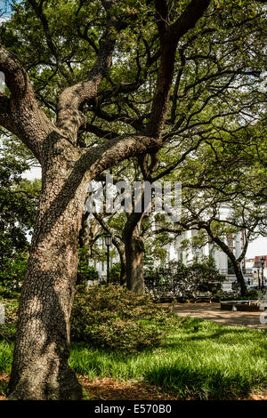 Einen Blick auf das Wahrzeichen, Christus bischöfliche Kirche, kaum sichtbar über den stattlichen Eichen in Johnson Square, Savannah, GA Stockfoto