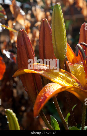 Orange Lilly Stockfoto