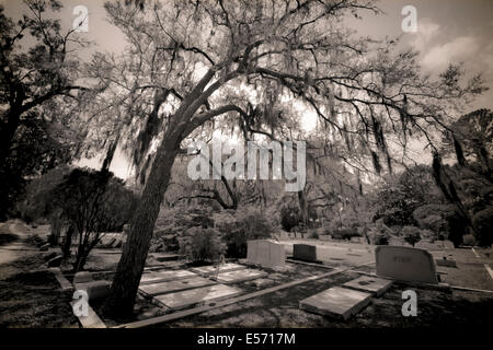 Eine beeindruckende Eiche beugt sich über die Grabstätten auf dem legendären Bonaventure Cemetery in Savannah, GA, USA Stockfoto
