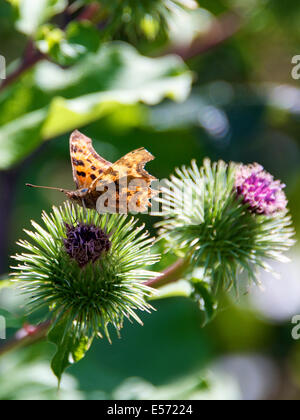 Die UK Big Butterfly Count. Schmetterlinge am Ufer des River Mole am Brockham, Surrey. Dienstag, 22. Juli 2014. Ein Komma Schmetterling "Polygonia c-Album" beruht auf einer Klette "Arctium Lappa" an den Ufern des River Mole bei Brockham, Dorking, Surrey Credit: Foto von Lindsay Constable / Alamy Live News Stockfoto