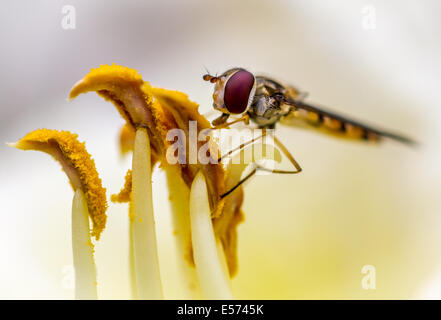 Marmelade Hoverfly lecken pollen Stockfoto