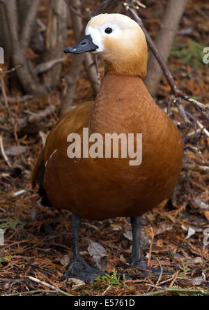 rot oder rot Brandgans Ente liegt unter einem Busch Wintertag Stockfoto