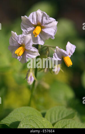 Eine Kartoffel-Blüte und Knospen gegen eine Kartoffelpflanze in soft-Fokus. Stockfoto