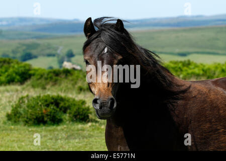 Dartmoor Ponys genießen Leben, Bucht Pony mit einem weißen Stern auf enge Wild auf der Heide Stockfoto