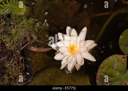 Nymphaea White Water Lily Denver Stockfoto