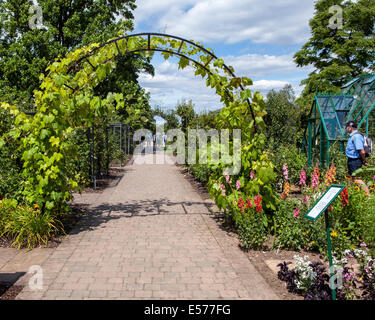 Weinrebe auf Bogen im Obstgarten in Wisley RHS Gardens, Surrey Stockfoto