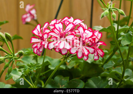 Red und White Bicolor Pelargonium Peltatum, allgemein bekannt als Ivy Leaf Geranie oder Kaskadierung Geranium Stockfoto