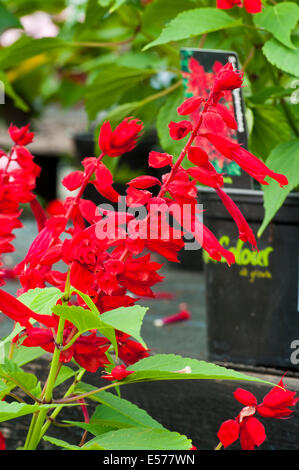 Rot Salvia Splendens umgangsprachlich Scarlet Salbei oder tropischen Salbei Stockfoto