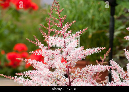 Astilbe Delft Spitze allgemein bekannt als falsche Ziegen Bart und falsche spirea Stockfoto