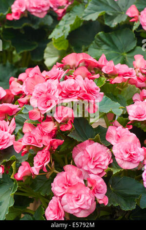 Rosa Begonia × Tuberhybrida, allgemein bekannt als Tuberöse Begonien Stockfoto