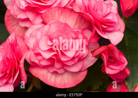 Rosa Begonia × Tuberhybrida, allgemein bekannt als Tuberöse Begonien Stockfoto