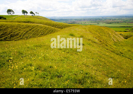 Kreide Böschung Hang mit trockenen Tälern Roundway Hill, ein besonderer Ort für die Tierwelt, in der Nähe von Devizes, Wiltshire, England Stockfoto