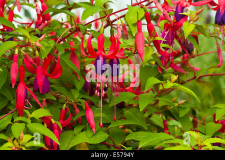 Rot und lila Fuchsia "Genies" Stockfoto