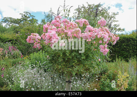 Einen traditionellen englischen Cottage-Garten am Rosemoor, in der Nähe von Torrington, Devon, Südwestengland, UK, Photraphed im Sommer. Stockfoto