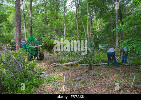 Baum entfernen in ländlichen Haus in North Florida. Stockfoto