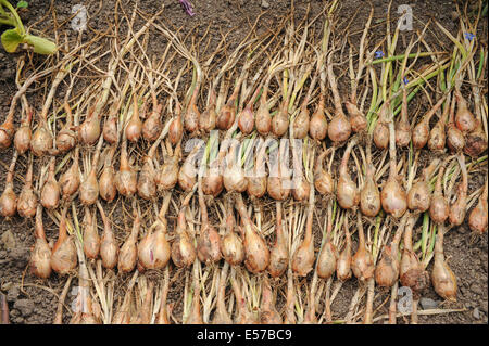 Hausgemüse Angebaute organische Schalotten (Allium Cepa), die im Sommer Sonne auf einem Allotment in einem Gemüsegraden in Rosemoor im ländlichen Devon, England, trocknen Stockfoto