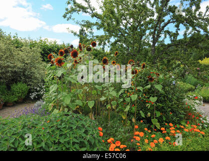 Sonnenblumen (Helianthus), Die In einem Typischen English Cottage Garden in Rosemoor, in der Nähe von Torrington, Devon, South West England, Großbritannien, wachsen, photraphiert im Sommer. Stockfoto