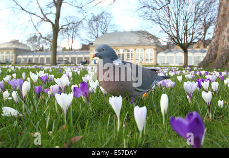 Eine Taube durchschreitet Krokusse wachsen in Hülle und Fülle von den Glaspavillon in Sheffield Botanical Gardens, Yorkshire, Großbritannien Stockfoto