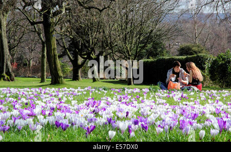 Ein junges Paar genießen Sie ein Picknick unter Krokusse in Sheffield Botanical Gardens an einem feinen Frühlingstag, Sheffield, South Yorkshire, Großbritannien Stockfoto