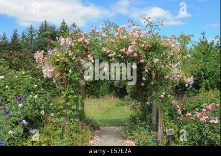 Einen traditionellen englischen Cottage-Garten am Rosemoor, in der Nähe von Torrington, Devon, Südwestengland, UK, Photraphed im Sommer. Stockfoto