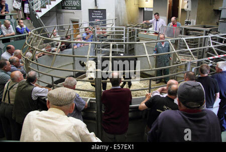 Vieh Rinder Markt Versteigerung von Bagshaws in Aktion bei der Agricultural Business Centre, Bakewell, Peak District, Großbritannien Stockfoto