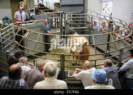 Vieh Rinder Markt Versteigerung von Bagshaws in Aktion bei der Agricultural Business Centre, Bakewell, Peak District, Großbritannien Stockfoto