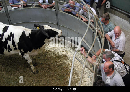 Vieh Rinder Markt Versteigerung von Bagshaws in Aktion bei der Agricultural Business Centre, Bakewell, Peak District, Großbritannien Stockfoto